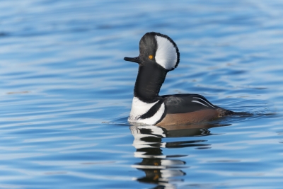 Hooded-Merganser;Lophodytes-cucullatus;One;avifauna;bird;birds;color-image;color